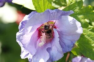 honing bij drankjes nectar van een bloem foto