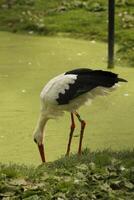 wit ooievaar, mooi wit vogel met een rood bek foto