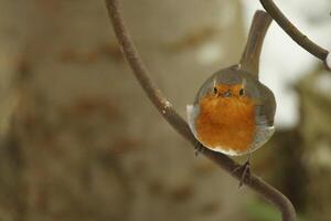 Robin een geliefde winter vogel foto