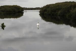 dempen zwaan in een kanaal foto