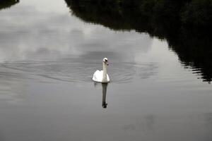 dempen zwaan in een kanaal foto