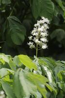 bloemen en bladeren van een kastanje foto