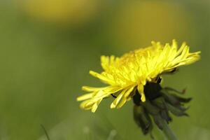 paardebloem kleurrijk onkruid in de grasland foto