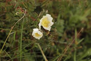 geel wit heide roos foto