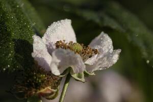 breekbaar wit anemoon bloem foto