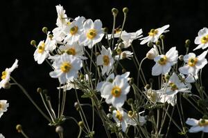 breekbaar wit anemoon bloem foto