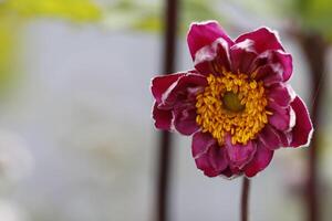 breekbaar roze anemoon bloem foto