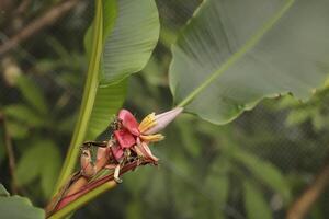 banaan boom met weinig fruit foto