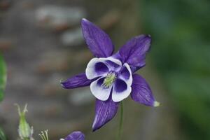 blauw wit akelei bloemen bloeiend in kunnen. u kan vind hen in veel kleuren foto