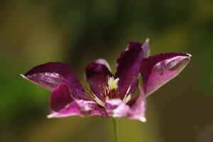 clematis bloem in de zonlicht foto