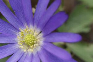 anemoon blanda een blauw voorjaar bloem foto