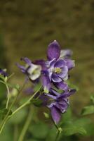 blauw wit akelei bloemen bloeiend in kunnen. u kan vind hen in veel kleuren foto