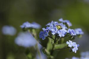 vergeten me niet bloemen een breekbaar blauw bloem foto