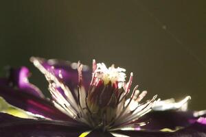 clematis bloem in de zonlicht foto