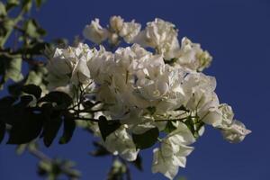 wit bougainville. bougainvillea geeft bloemen allemaal door de jaar foto