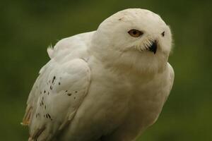 sneeuw uil, jong sneeuw uilen hebben grijs veren, wanneer volwassen ze beurt wit ze zijn een foto