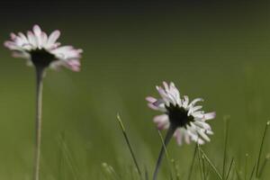 dichtbij omhoog van madeliefje bloemen foto