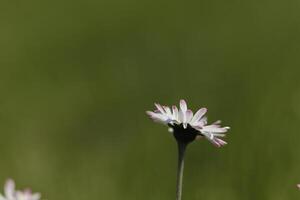 dichtbij omhoog van madeliefje bloemen foto