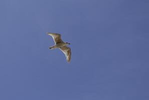 zeemeeuw vliegt in de blauw lucht foto