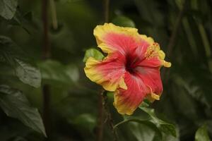 dichtbij omhoog rood oranje hibiscus bloem foto