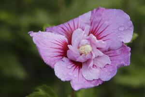 roze hibiscus struik met regen druppels foto