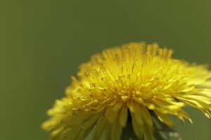 paardebloem kleurrijk onkruid in de grasland foto