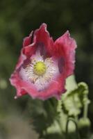 gecultiveerd rood wit papaver foto