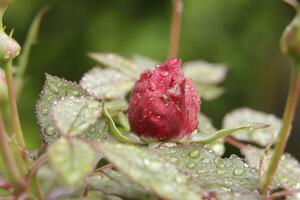 bloeiend rood roos met regen druppels foto