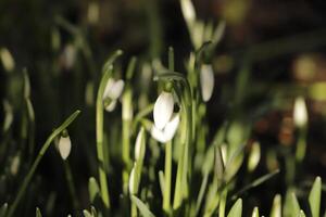 dichtbij omhoog van wit sneeuw druppels foto