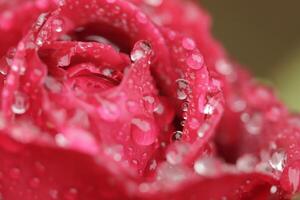 bloeiend rood roos met regen druppels foto