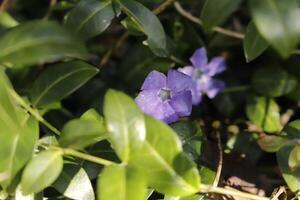 minder maagdenpalm met blauw bloemen foto