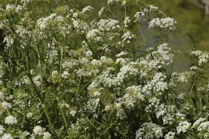 wild bloemen langs de weg, wit koe peterselie foto