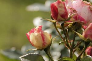 bloem knop van een rood geel roos foto