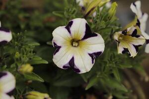 wit blauw petunia bloemen foto