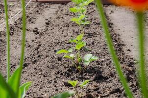 aardbeien toenemen in de tuin in de voorjaar foto