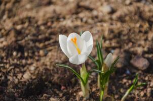 voorjaar krokus bloem bloeide wit bloem foto