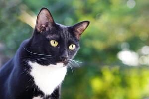 schattig zwart harig kat zit Rechtdoor en staren Bij iets buiten de huis, achtergrond is bomen en bokeh. huisdier, zoogdier en speels concept. foto