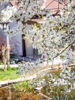 wit kers bloesems over- de vijver. weelderig bloeiend van planten in de lente. foto