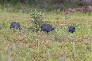 afbeelding van een groep van Guinea kip in een busfoto van een groep van Guinea kip in een struik landschap in Namibië gedurende de dag landschap in Namibië foto