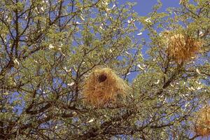 afbeelding van sommige wankelen vogel nest in een boom in Namibië foto