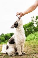 schattige bichon frise hond zittend op groen gras training met de eigenaar foto