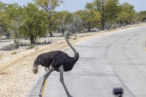 afbeelding van een rennen struisvogel kruispunt een straat in etosha Nationaal Park in Namibië gedurende de dag foto