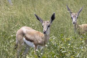 afbeelding van een springbok met hoorns in etosha nationaal park in Namibië foto