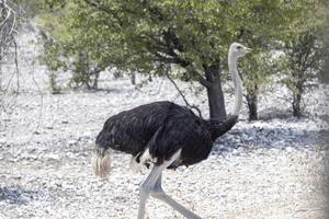 afbeelding van een rennen struisvogel Aan Open savanne in Namibië gedurende de foto