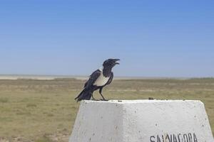 afbeelding van een single schildraf vogel zittend Aan een wit steen foto