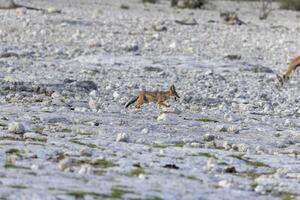 afbeelding van een Afrikaanse vos genomen in etosha nationaal park in Namibië foto