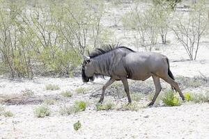 afbeelding van een buffel gedurende de dag in etosha nationaal park in Namibië foto