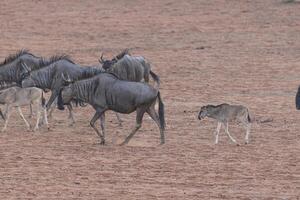van een rennen kudde van buffel gedurende de dag in etosha nationaal park in Namibië foto