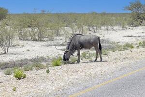 afbeelding van een buffel gedurende de dag in etosha nationaal park in Namibië foto
