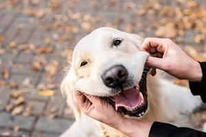 grappige golden retriever-hond in het park foto